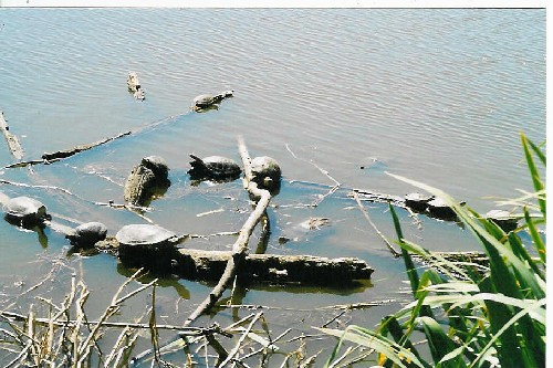 Tortugas al sol