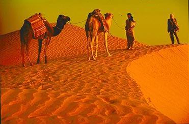 Camels ont the Szhara