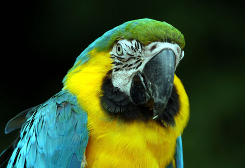 Parrot