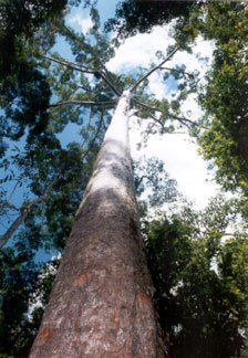 Trees of Life
