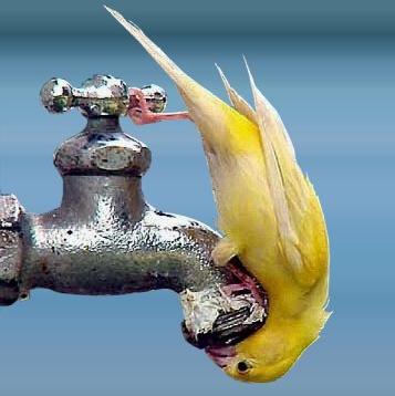 Water is life