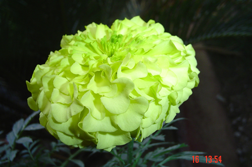 Yellow!