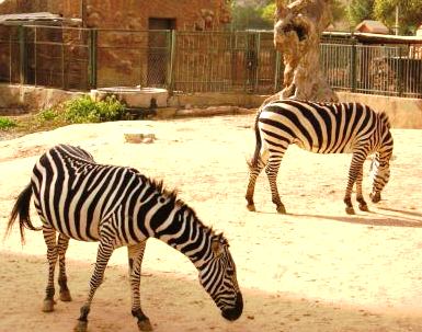 Zebra life