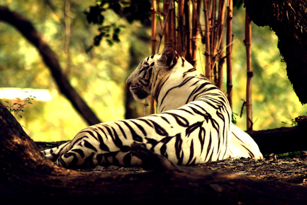 White tiger