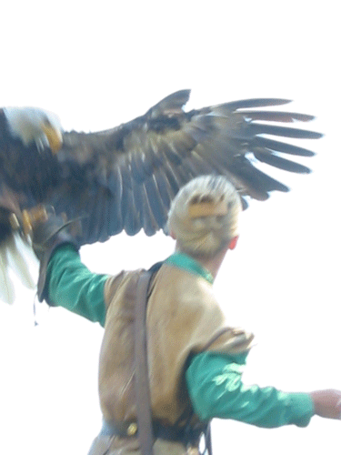 Falconry in Austria