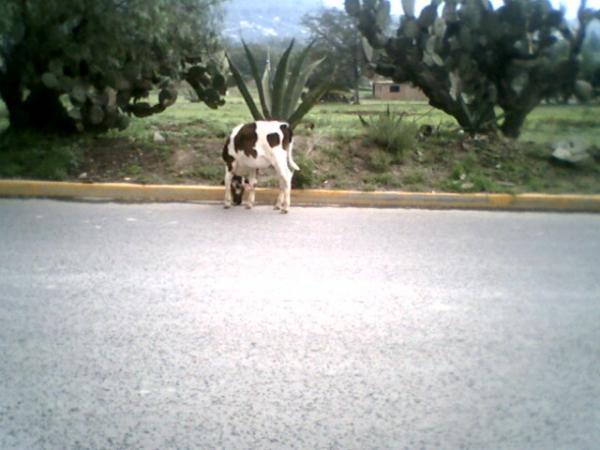 Junto al camino.!!!!