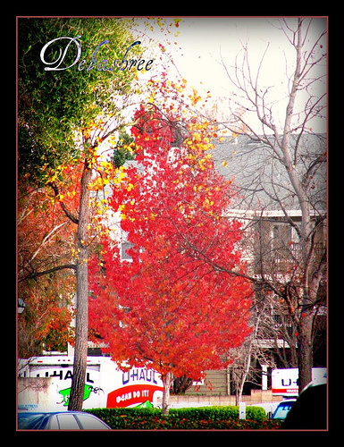 Fall, the season of Color!