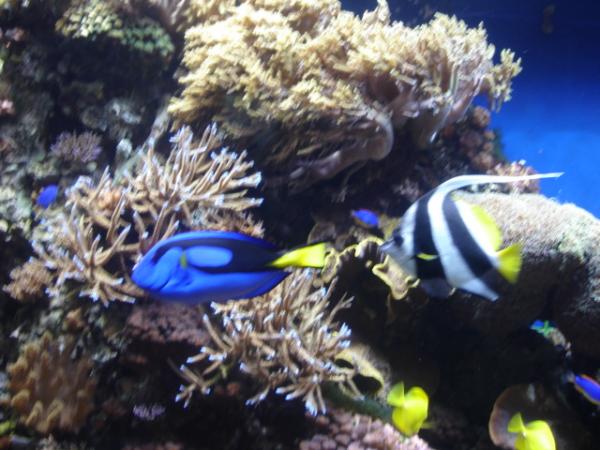 Monterey Bay Aqarium