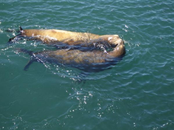 Sea Lions