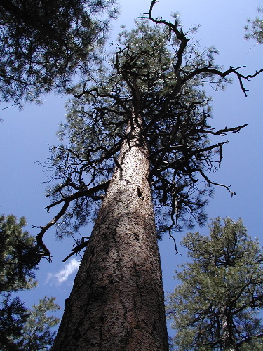 Forest Giant
