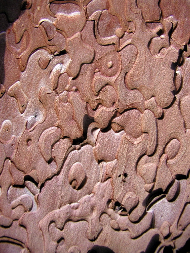 Bark Puzzle
