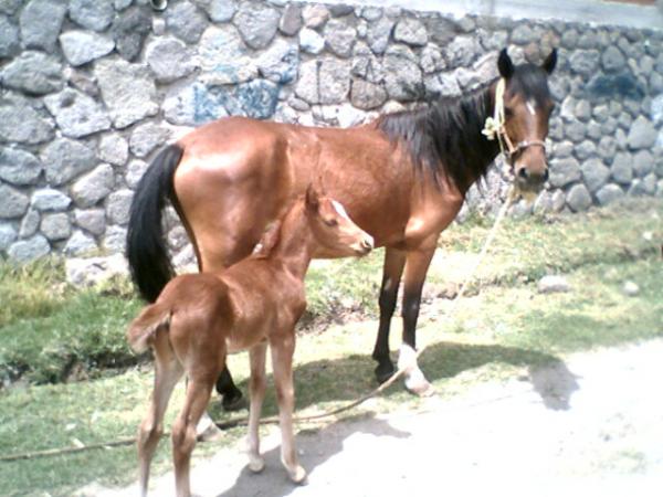 Caballos....