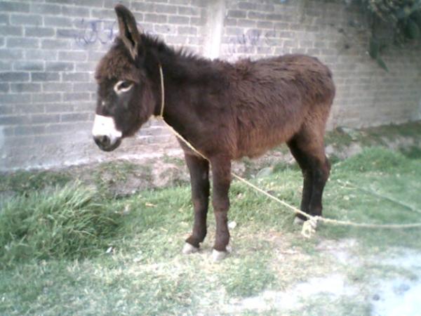 El miedo no anda en burro.!!!