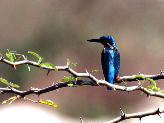 Kingfisher