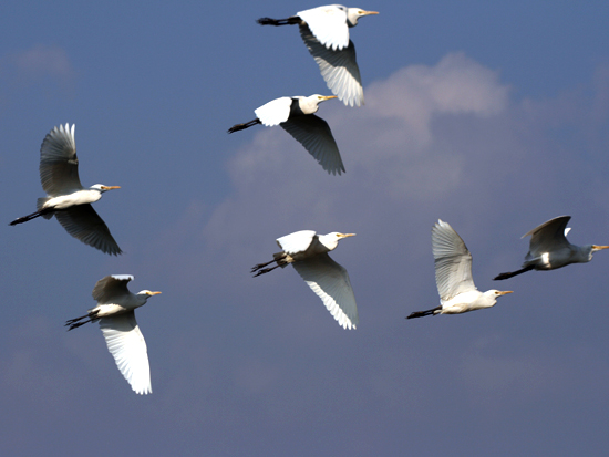 The long flight