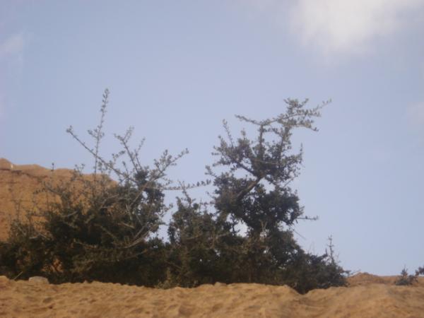 جمال بلادي 08