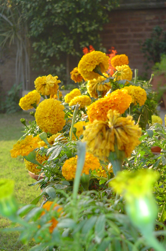 A row of Yellows