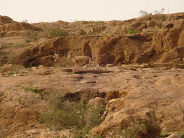 جمال بلادي 19