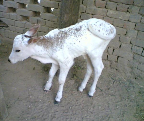 Calf