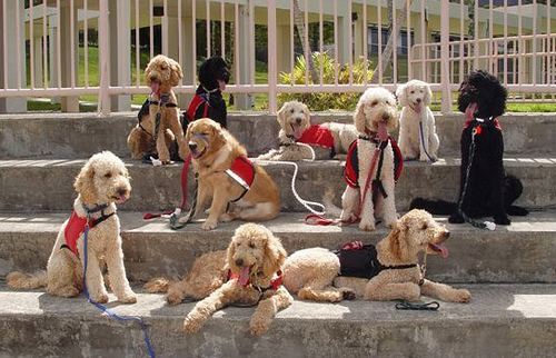 K9 army