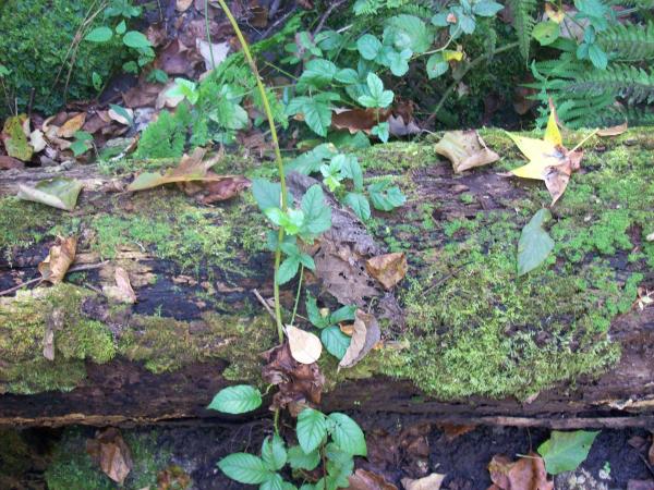 Log-n-Leaves
