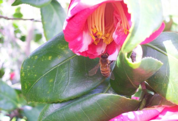 Busy Bee