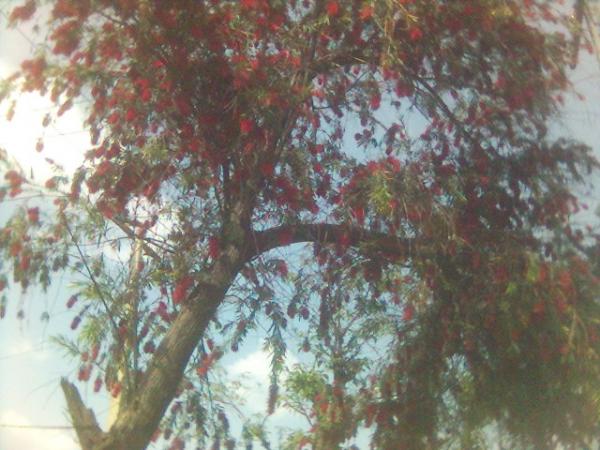 a tree near my hostel