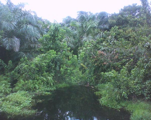 forest