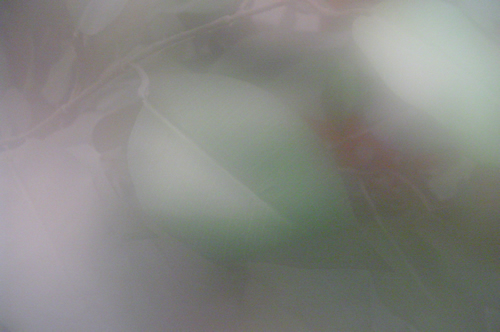 A leaf