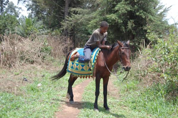 A Horse