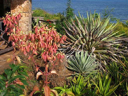 Flores