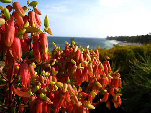 Flores