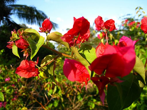 Flores
