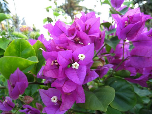 Flores