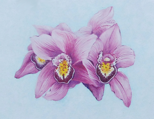 Pink Orchid