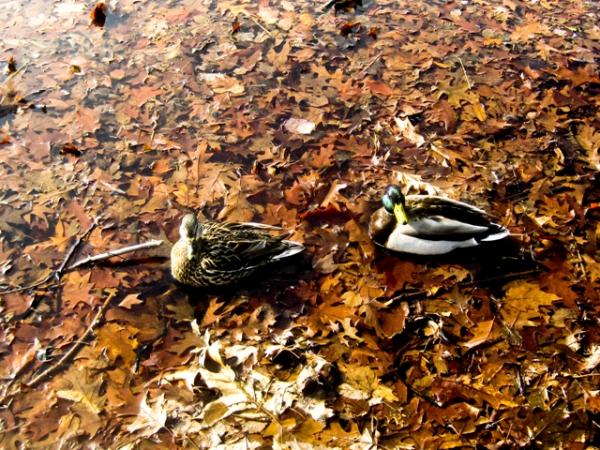 a duck on a leave