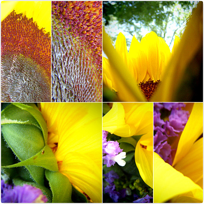 sunflowers