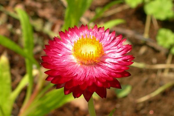Little Flower
