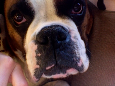 Cachorro lindo!