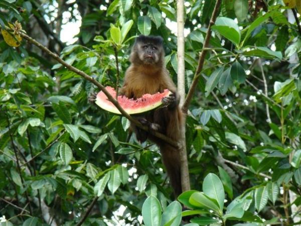 Mico comendo melancia