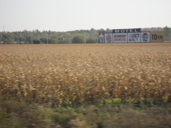 Corn Field
