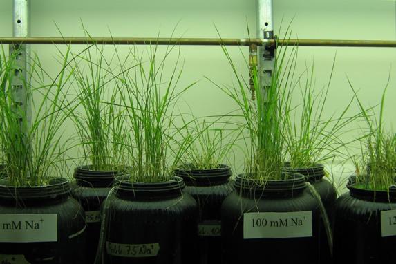 Rice Hydroponics