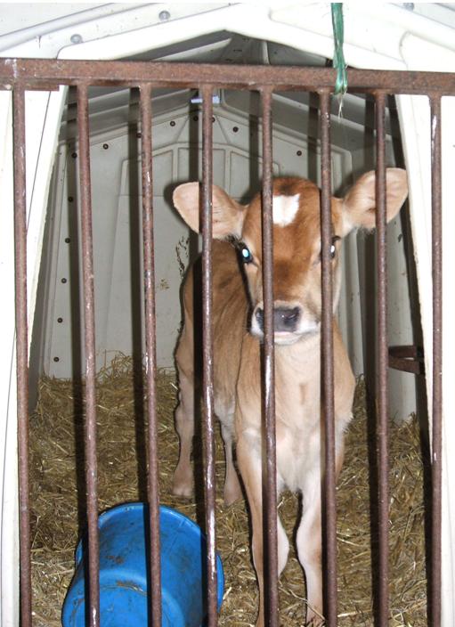 The Imprisonment of Calves