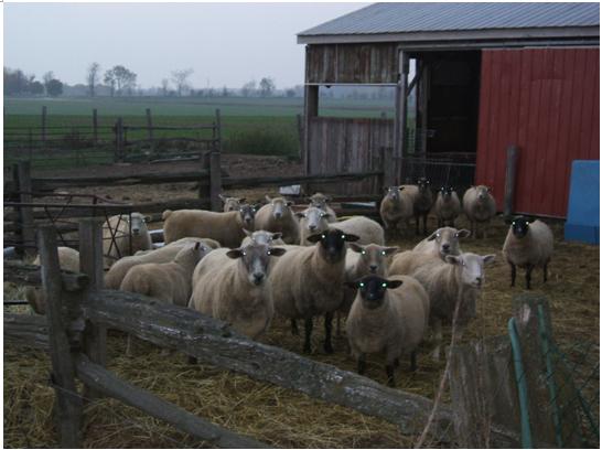 The Imprisonment of Sheep