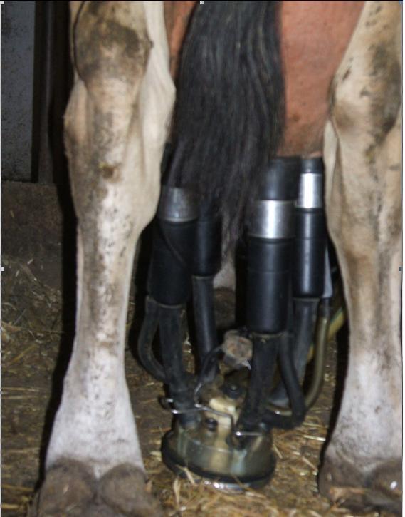 Take care of cows