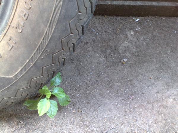 Save Earth - Reduce Vehicular Emissions, Plant more trees...