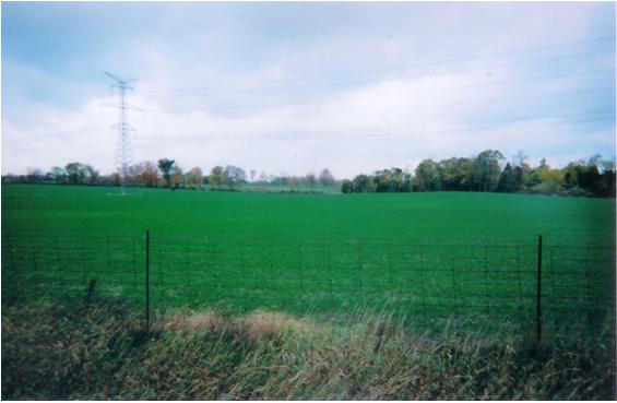 The Fading Green