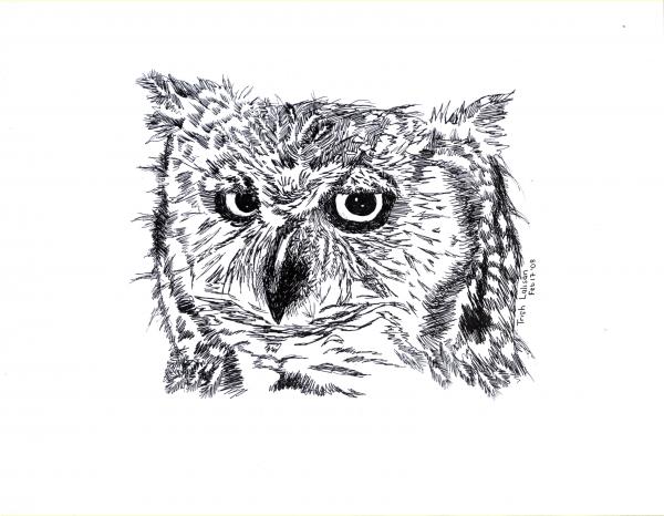 Birds of Southern Africa Sketch One