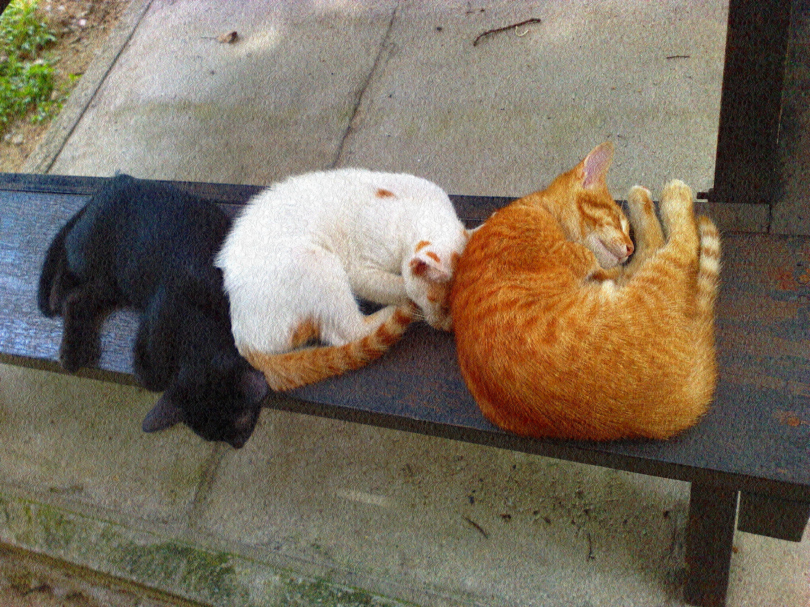 the three musketeers