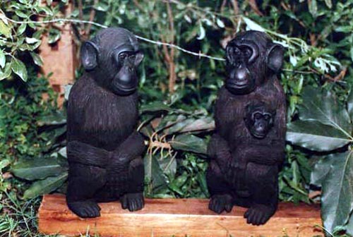 Chimpanzee